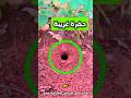 نملة تساوي ملايين الدولارات 😳 #shorts #shortvideo #shortsviral