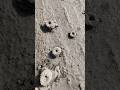 Anthills | Lovely world #anthill #ytshorts