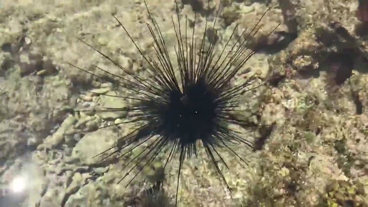 日本海に現れたウニ似の 日本海に現れたウニ似の