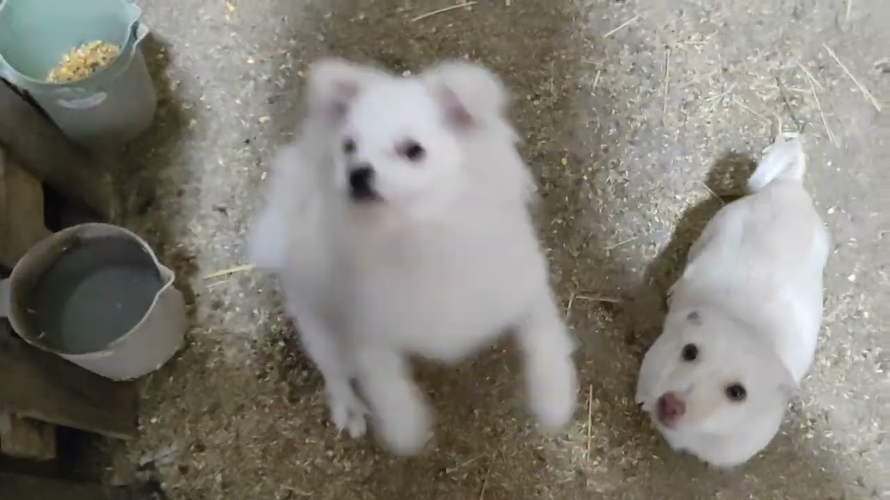 /// BÜTÜN DOST VE HOBİDAŞLARA YENİ YILDA HAYIRLI BEREKETLİ SAĞLIK BİR YIL DİLERİM ///