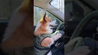 My Dog Can’t Drive