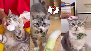 ねこチャックおもカワ動画 #21