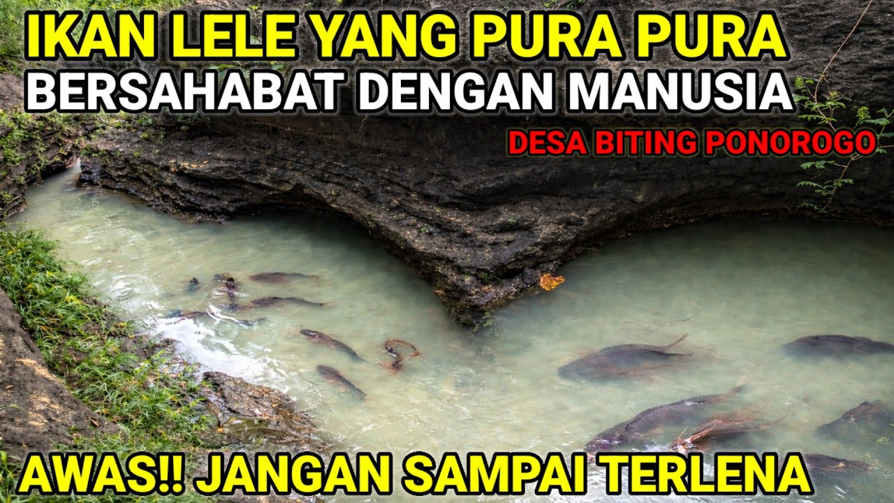 SUNGAI LELE SAKRAL BITING PONOROGO‼️BERANI AMBIL SATU EKOR!!! NYAWA TARUHANNYA