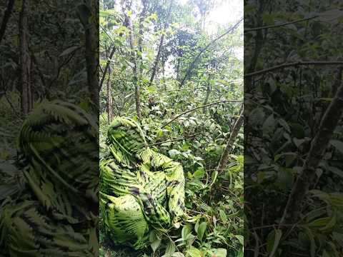 Penyamaran Skil Bunglon Mikat Burcil Poin Dua Ekor #birds #shorts