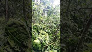 Penyamaran Skil Bunglon Mikat Burcil Poin Dua Ekor #birds #shorts