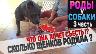 Щенок идёт вперед ногами! Самые тяжелые роды у собаки. Часть 3