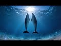 Delfines: TV Wallpaper & Música Relajante (Océano de Día · 3 HORAS)