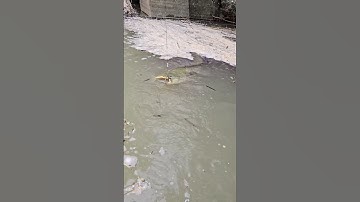 Cá  Lớn - Trê đầu bẹt loại cá Khổng Lồ nước ngọt 🤔 #khacthuyvlogg