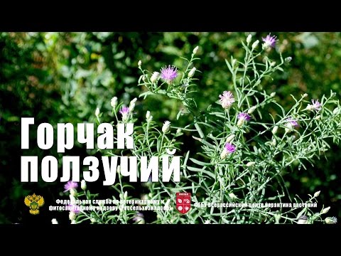 Видео: Горчак