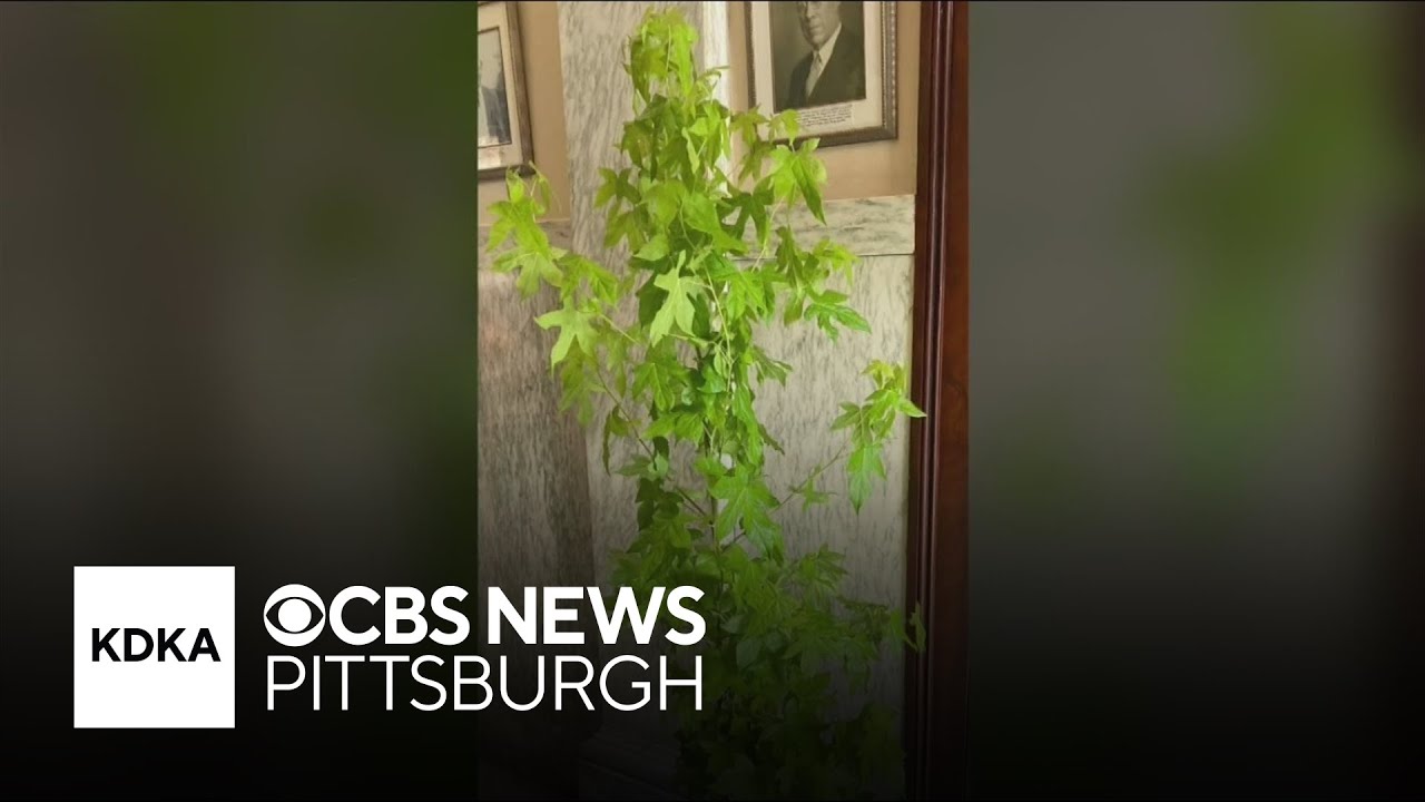 Moon tree landing outside Pittsburgh's historic Allegheny Observatory