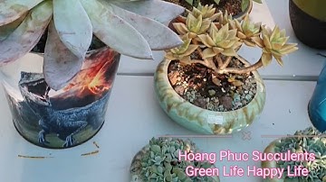 Succulent Garden in Sydney - Vườn Sen Đá của người Việt Tại Sydney Úc