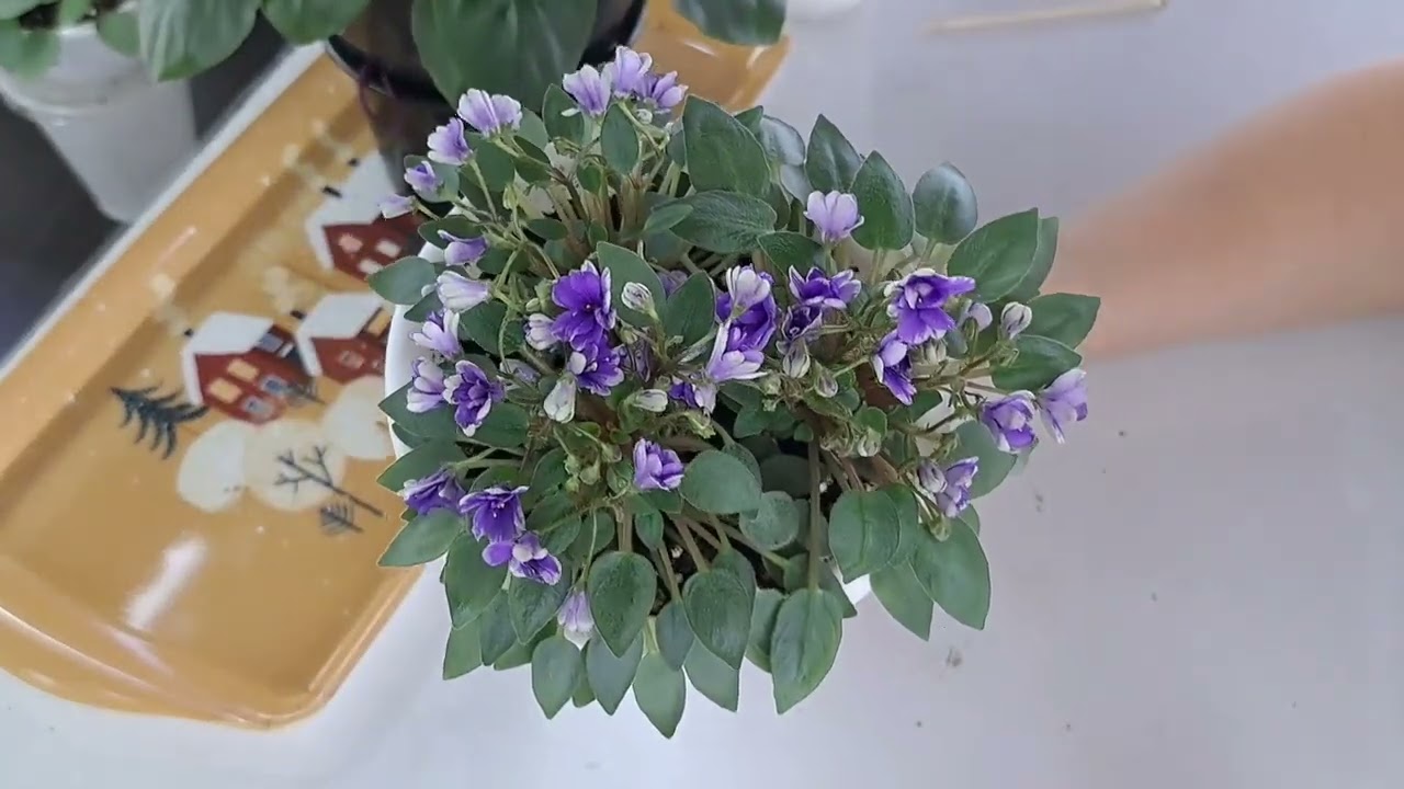 Формирование трейлерных фиалок. Как я это вижу и делаю.