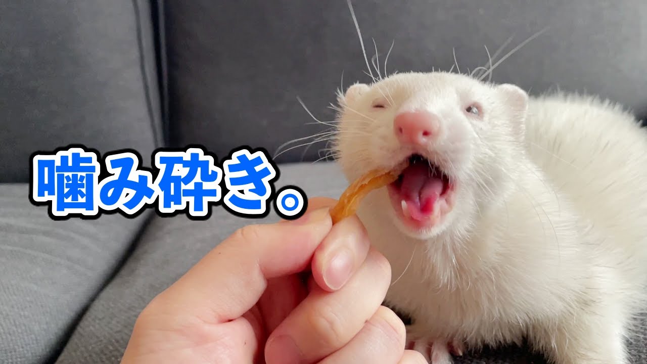Ferret wrestling with super hard jerky - YouTube