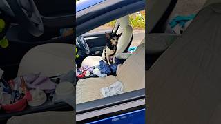 9228. Eps moves away re-cue sit distractions vacuum & curious roaming cat front car 14 June 2026 AK