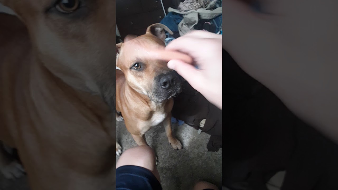 Slapping my dog in the face with a hotdog YouTube