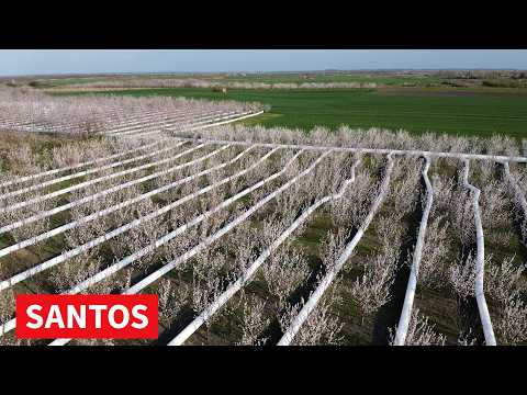 NESVAKIDAŠNJI SISTEM ZA BORBU PROTIV MRAZA U VOĆNJACIMA