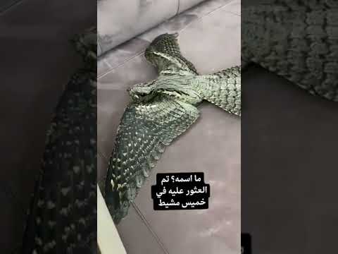 طائر خميس مشيط يطلق عليه ملهي الرعيان ينتشر في سهول تهامة