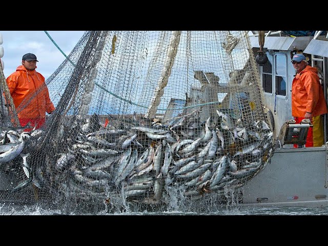 big net fishing catherby Ranger Crab - 845T (aluminium - telescopic The yoke is corrosion Danielle catching Catfish in Wire