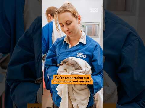 We’re celebrating our much-loved vet nurses!