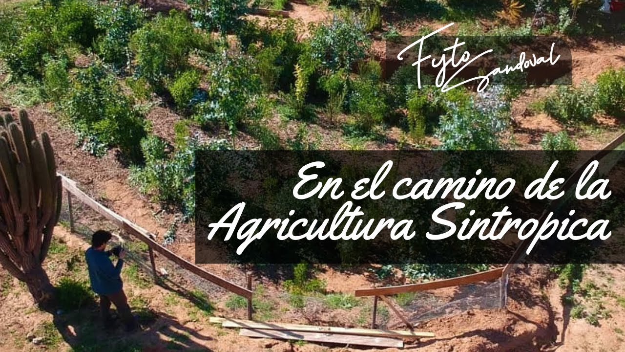 Caminando en la Agroecologia y la Agricultura Sintrópica