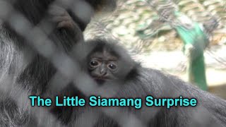 The Little Siamang Suprise (Los Angeles Zoo)