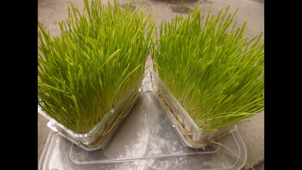 APRENDE A CULTIVAR FORRAJE VERDE GERMINADO DE CEBADA