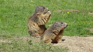 Marmottes de Saas Fee