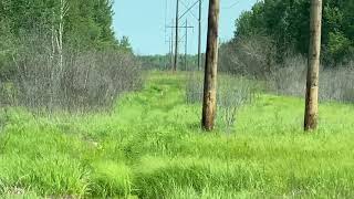 Minnesota Timber Wolf