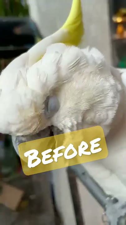 burung kakak tua awal sakit dan sembuh pake OBAT DUO SNOT COMBINE