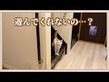 猫の遊びたいアピールを無視し続けたらこうなりました