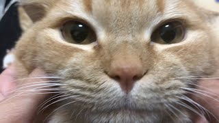 【過去編】こねこね職人にもこねられていた時期があったのです。-A cat whose face is massaged and feels good.-
