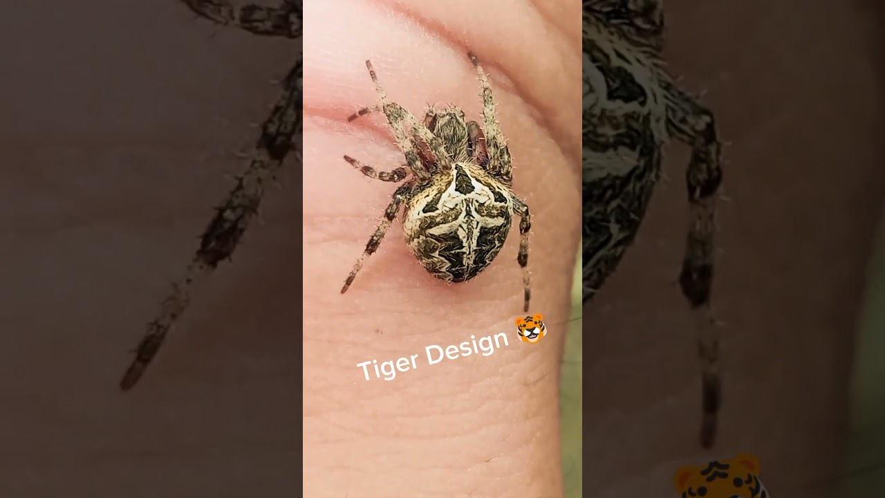 Cutie tiger design😊🕷️🐯 