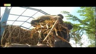 Smart Farm - Jaggery (Sukari Nguru)