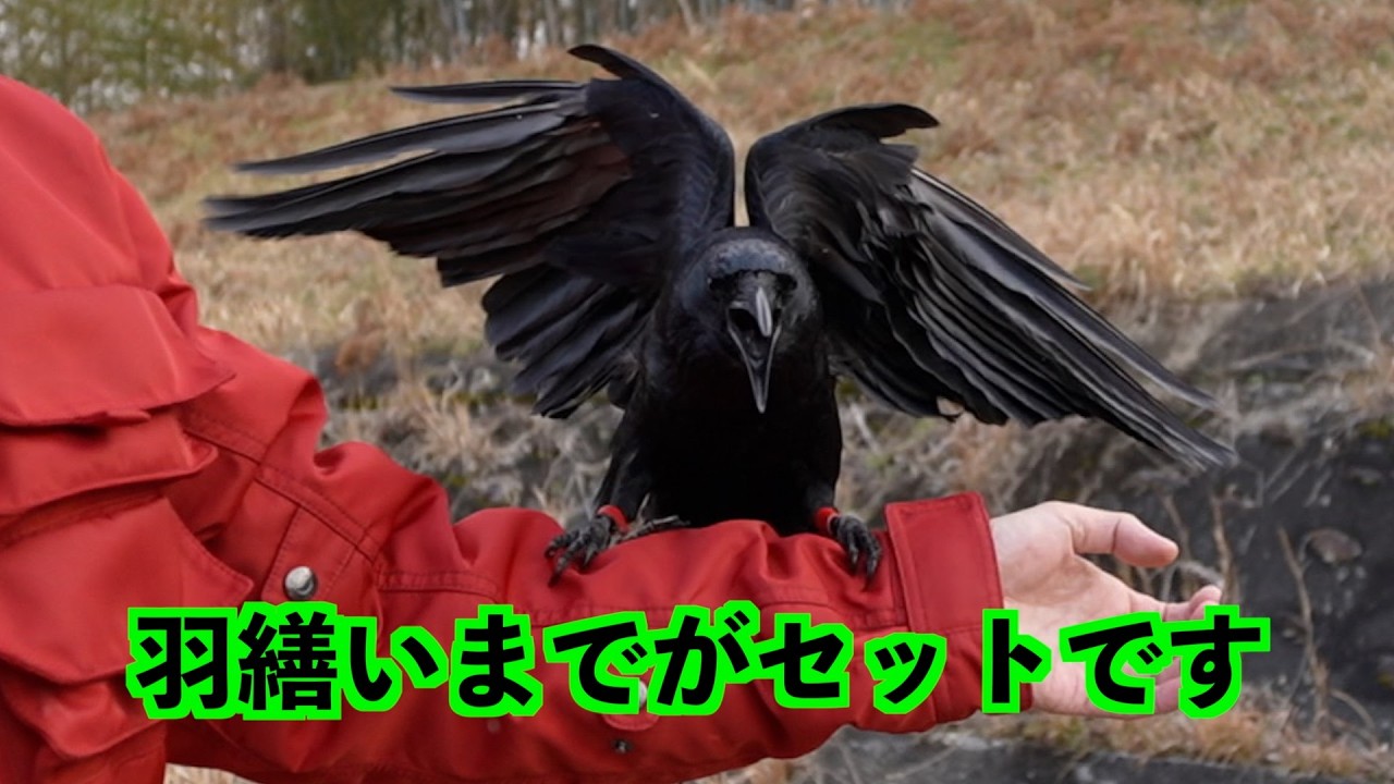 [本職さん接近…でも気にしないリキの優雅な水浴び]
