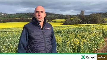 Up front control of problem weeds in pulses