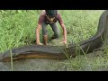 Amazing Eel Fish Catching Video Village Boy Catching Eel Fish In Pond