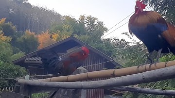 saib dib qaib ncuav qua luv