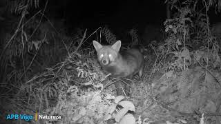 The Secrets Of The Galician Forests A Night In The Life