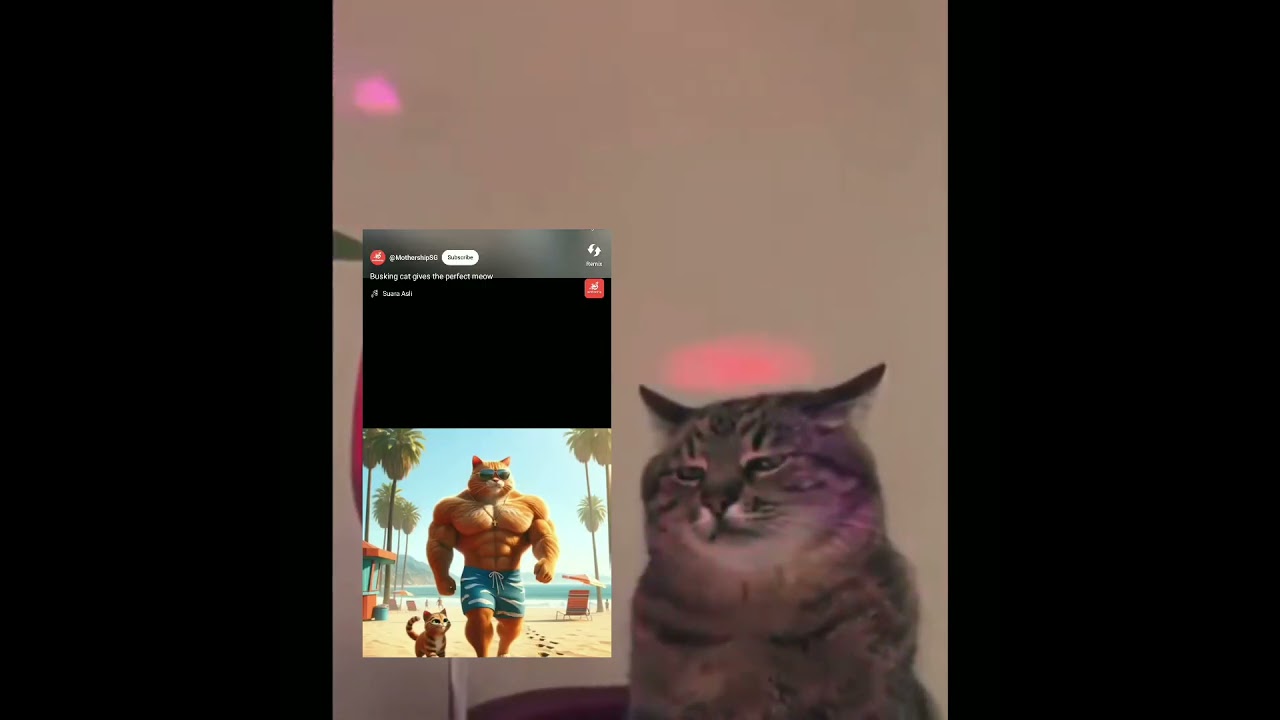 miaw miaw miaw wiaw😓