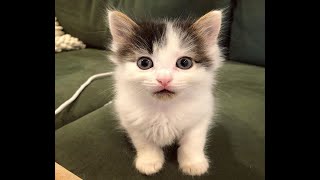 Baby Katzen - Süße und Lustige KatzenVideos #24  | KatzenVideos |