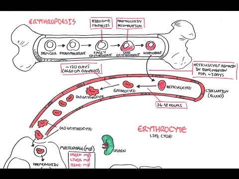 Haematology - Red Blood Cell Life Cycle
