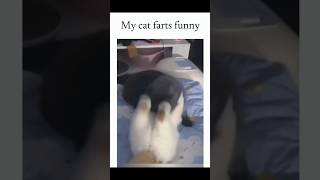 Funny Cat Moments Part 50 Sorry, I Couldnt Hold Back