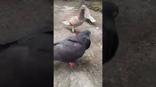 Plain black dove #mydove