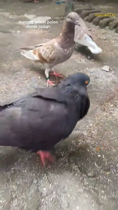 Plain black dove #mydove