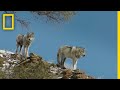 Wolves of Yellowstone On The Hunt | National Geographic