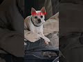 Chill'n Aerosmith! #michigan ##offgrid #ebikes #ebikelife #dogshorts #dogsofinstagram #tinyhome