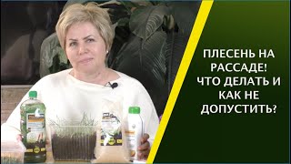 ИЗБАВЛЯЕМСЯ ОТ ПЛЕСЕНИ НА РАССАДЕ! ПРОФИЛАКТИКА И ЛЕЧЕНИЕ!