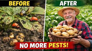 Gardener's SECRET: Bury THIS With Potatoes to Annihilate Beetles & Double Your Harvest!