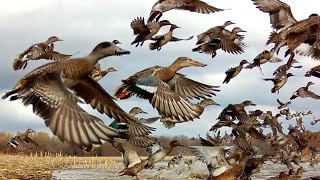 5000 GREEN WING TEAL, MALLARDS, FLOODED CORN FIELD,  WIGEON, ,TEAL AEROBATIC MASTERS PUT ON A SHOW