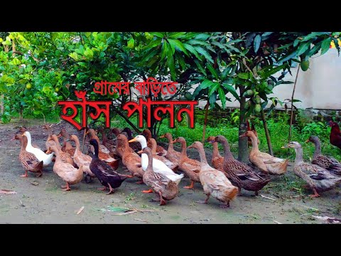 ভিডিও: কাজাখ সাদা মাথার গরুর জাত: বৈশিষ্ট্য, বৈশিষ্ট্য এবং পর্যালোচনা